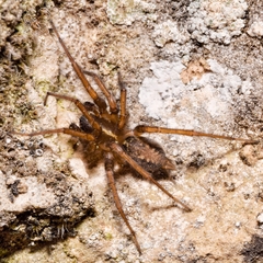 Lycosoides coarctata