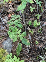 Aceria caliberberis