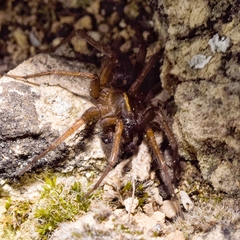 Lycosoides coarctata