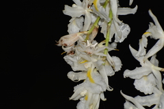 Epicadus heterogaster