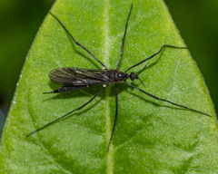 Gnophomyia tristissima