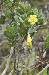 Gentianaceae