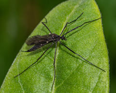 Gnophomyia tristissima