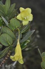 Gentianaceae