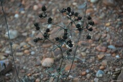 Eryngium campestre