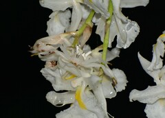 Epicadus heterogaster