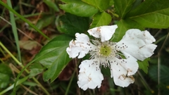 Rubus adenotrichos