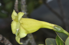 Gentianaceae