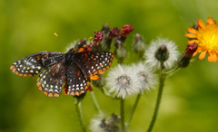 Euphydryas phaeton
