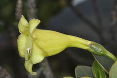 Gentianaceae