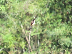 Donacobius atricapilla