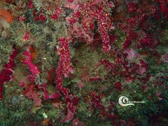 Alcyonium coralloides
