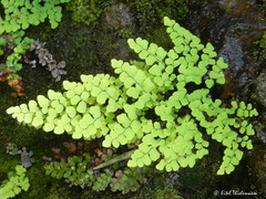Adiantum chilense
