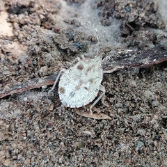 Chlorocoris distinctus