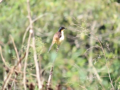 Donacobius atricapilla