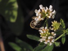 Holandrena