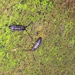 Tomocerinae