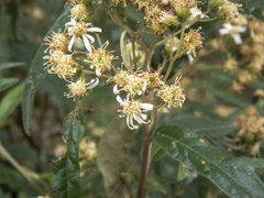 Olearia lirata