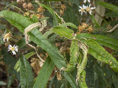 Olearia lirata