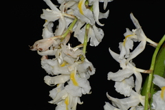 Epicadus heterogaster