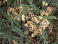 Olearia lirata