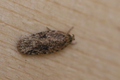 Agonopterix pulvipennella