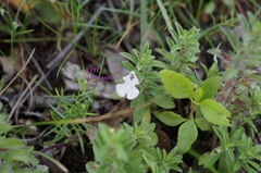 Salvia axillaris