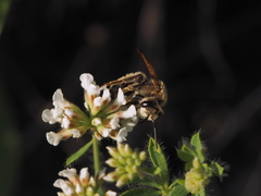 Holandrena