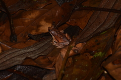 Physalaemus signifer