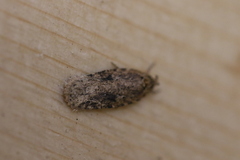 Agonopterix pulvipennella
