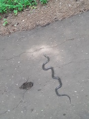 Lampropeltis holbrooki