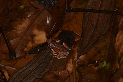 Physalaemus signifer