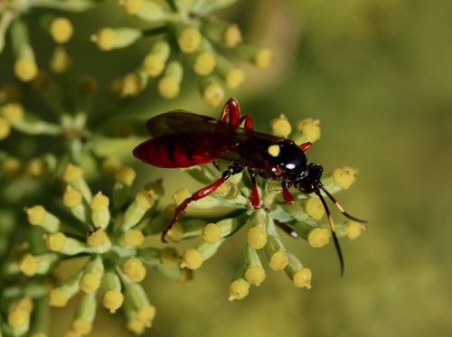 Obtusodonta equitatoria