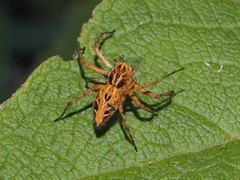 Oxyopes heterophthalmus