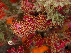Alcyonium coralloides