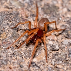 Dysdera