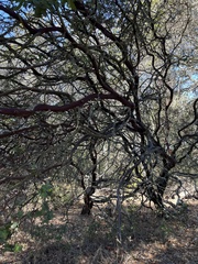 Arctostaphylos pallida