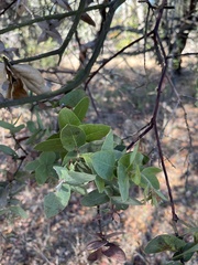 Arctostaphylos pallida