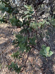 Arctostaphylos pallida