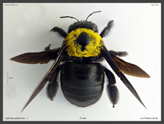 Xylocopa pubescens