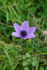 Anemone coronaria