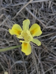 Moraea fugax
