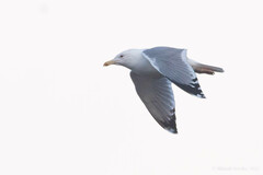 Larus cachinnans