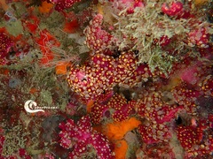 Alcyonium coralloides