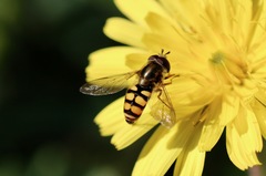 Eupeodes corollae
