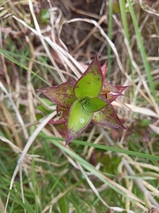 Callisia repens
