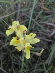 Moraea fugax