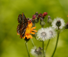 Euphydryas phaeton