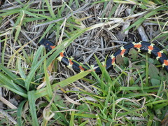 Homoroselaps lacteus