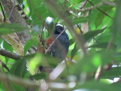 Synallaxis brachyura